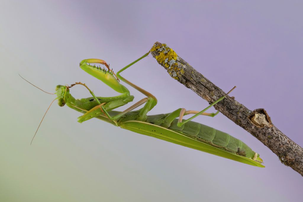 Mantidae - Mantis religiosa